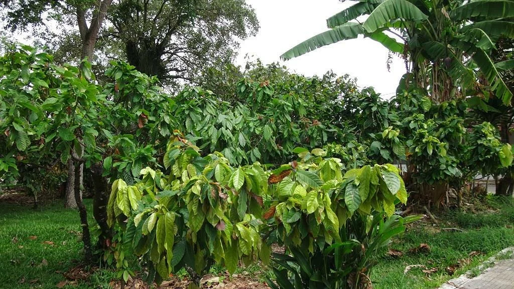 Praça do Cacau