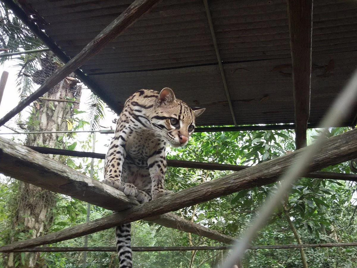 Zoologico la isla del Tapir