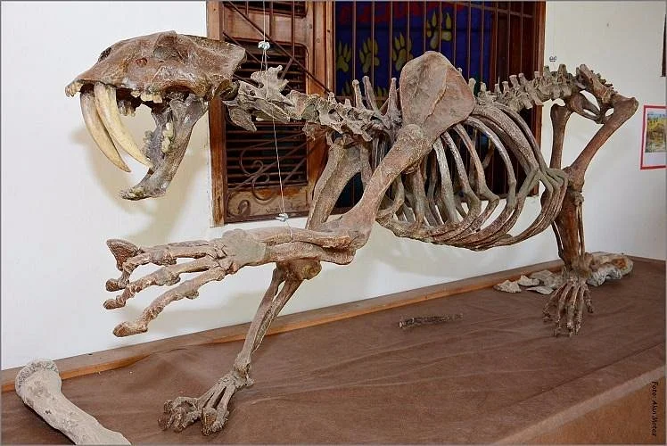 Museu Pre-Historia de Itapipoca