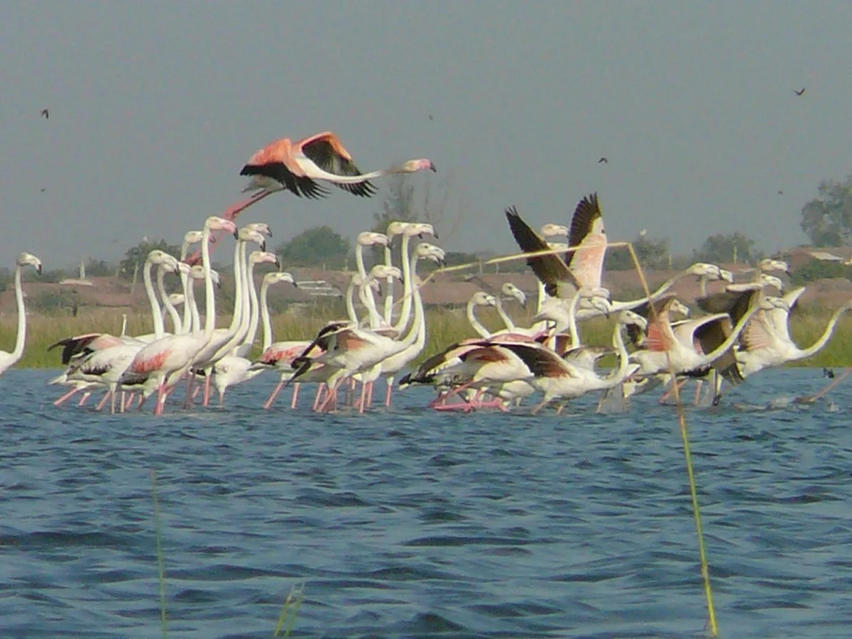 Nalsarovar Bird Sanctuary
