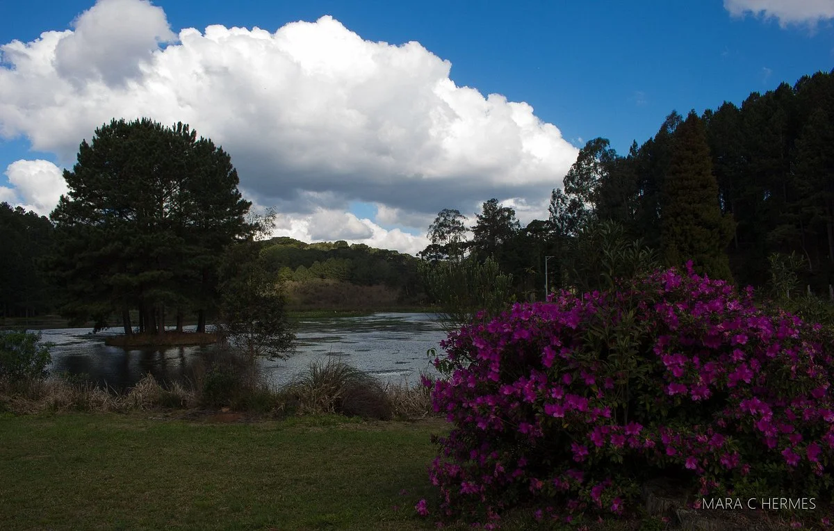 Floresta Nacional de Canela