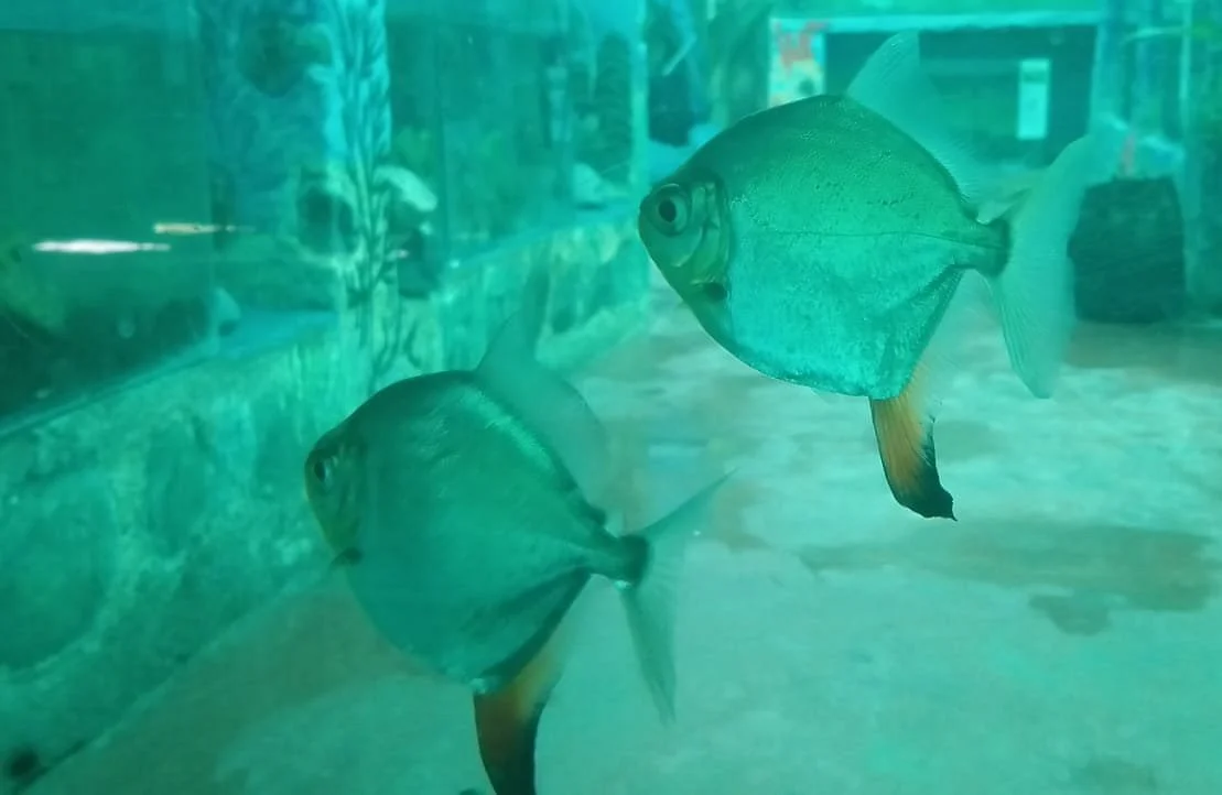 Acuario Turistico de Mindo