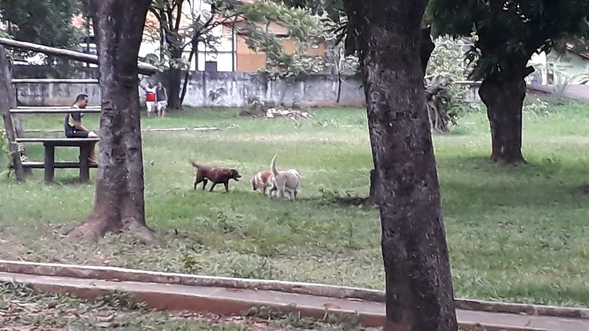 Parque das Mangueiras