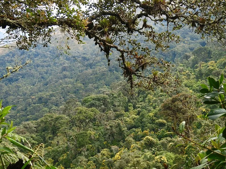 Bosque Monte Potrero