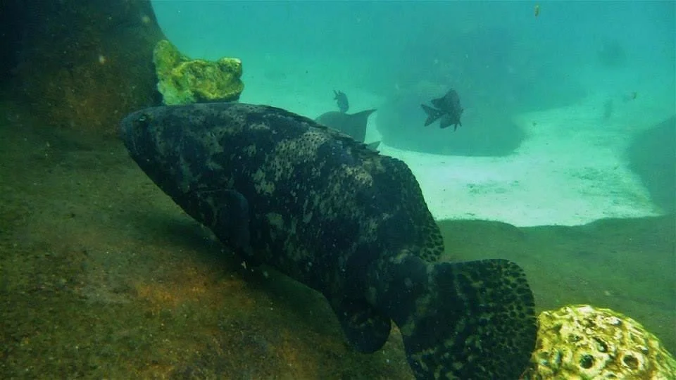 Planet Sub