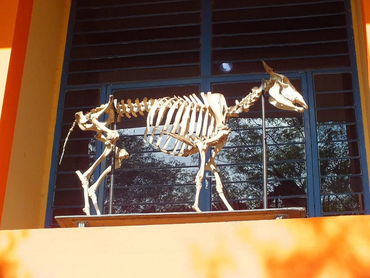 Museu Dinamico Interdisciplinar