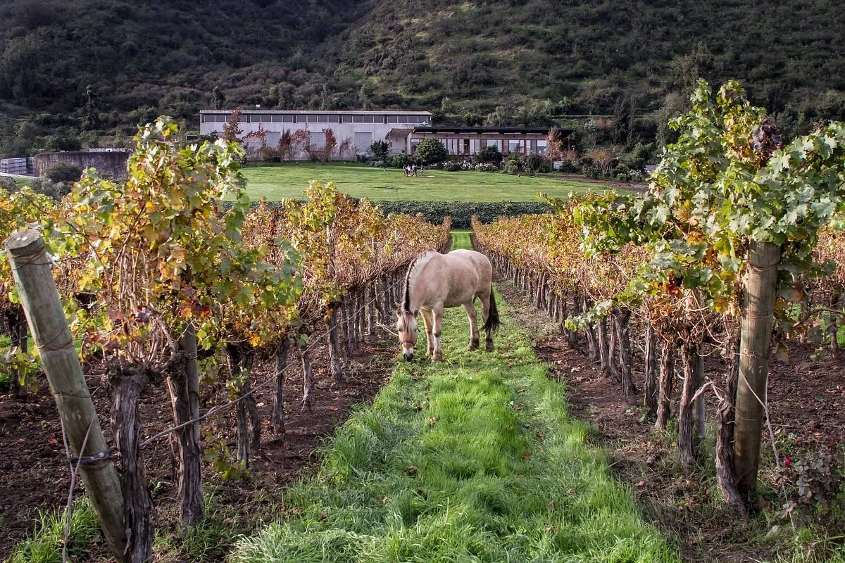 Odfjell Vineyards