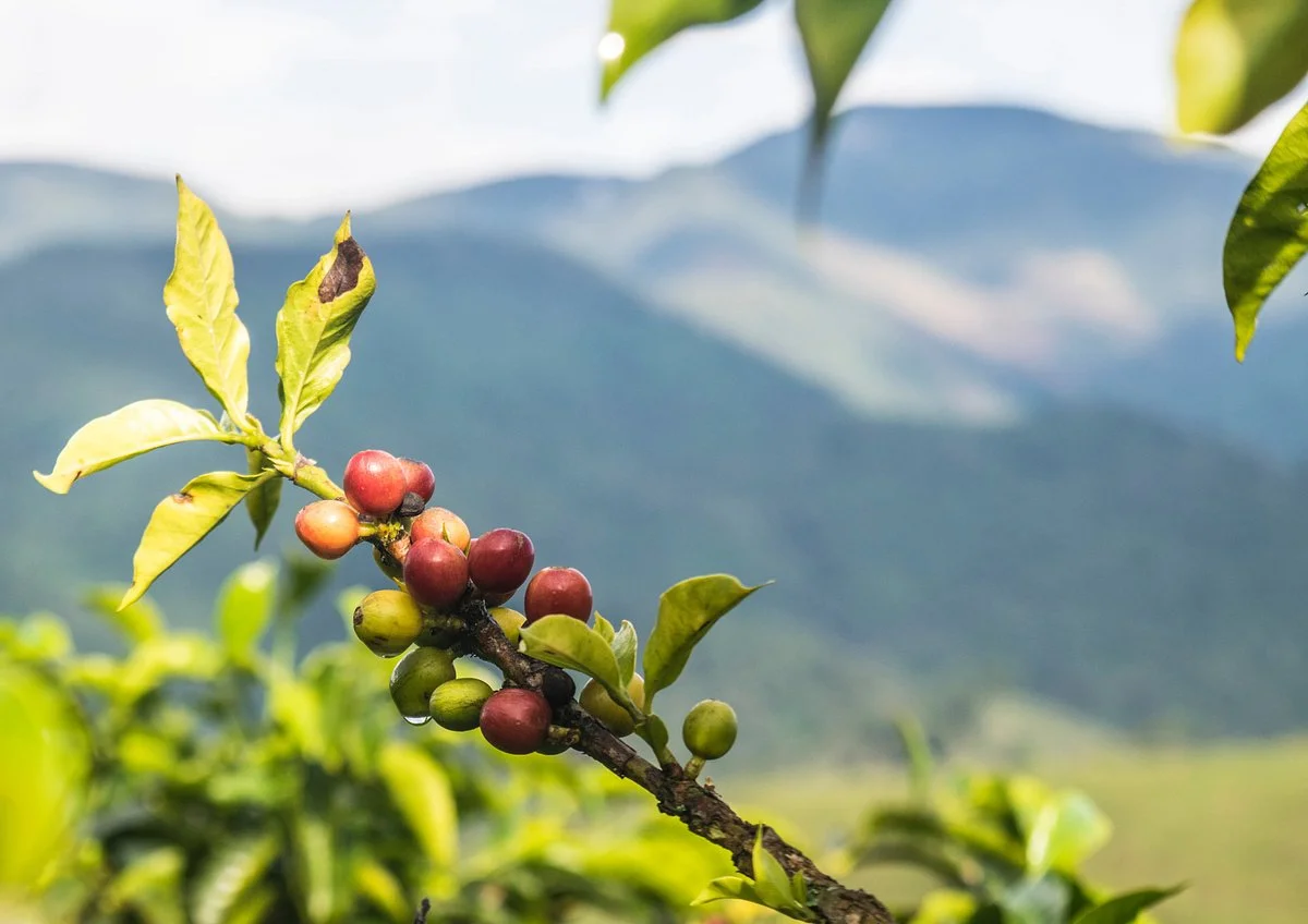 Novaola Coffee