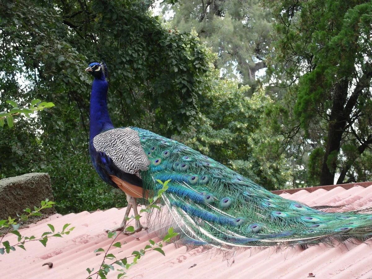Parque Zoologico La Maxima