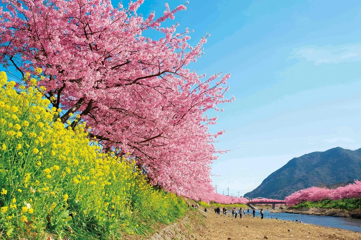 Kawazu Zakura (Kawazucho)