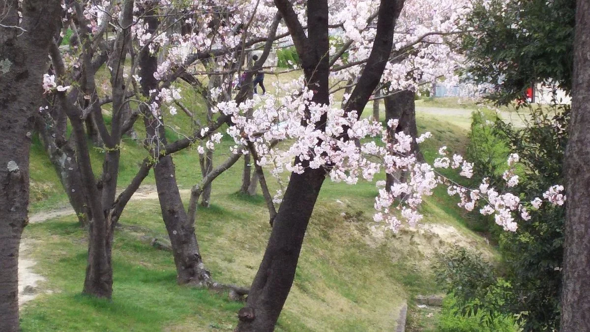 Oso Park