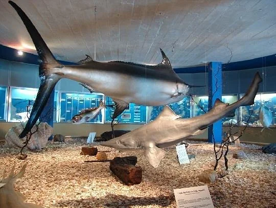 Santo Ocean Museum