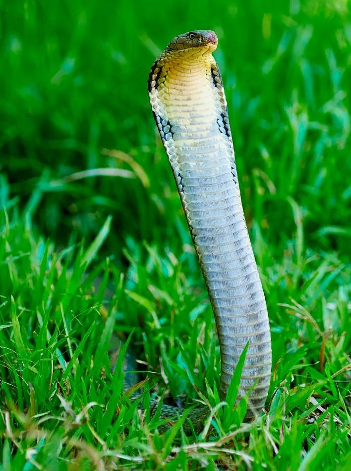 Nha Trang Snake Show