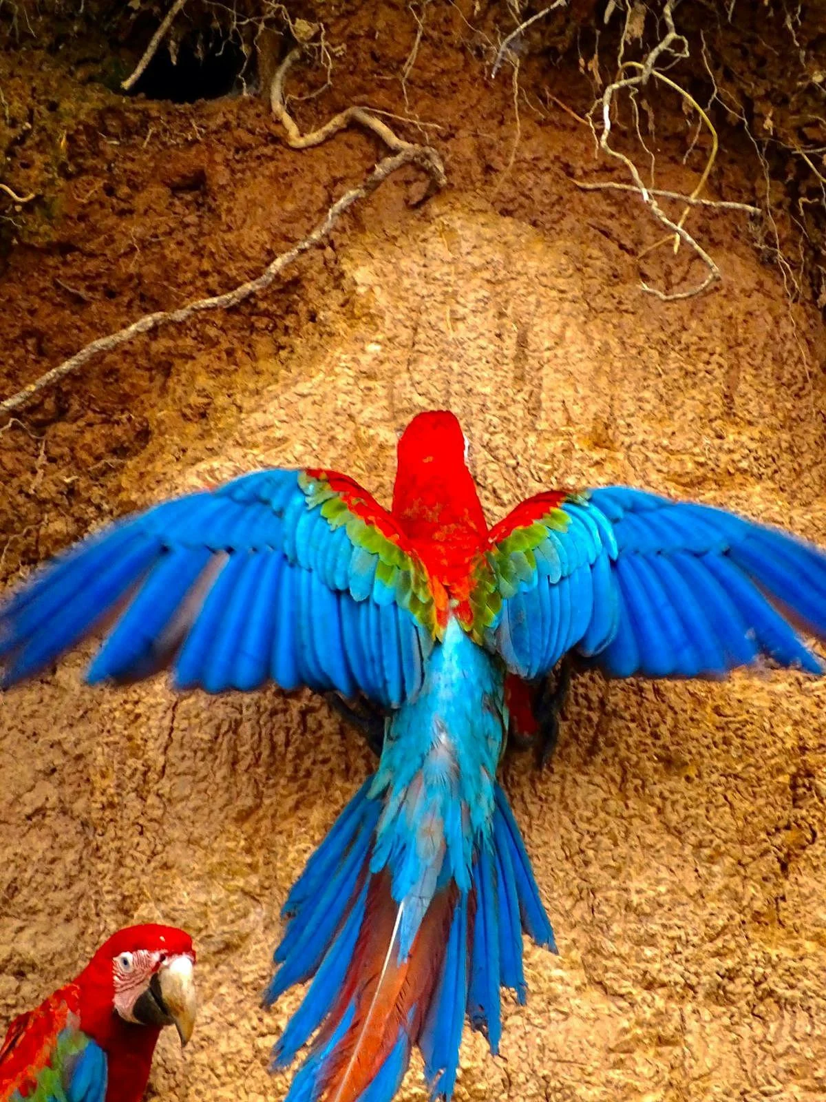 Chuncho Macaw Clay Lick