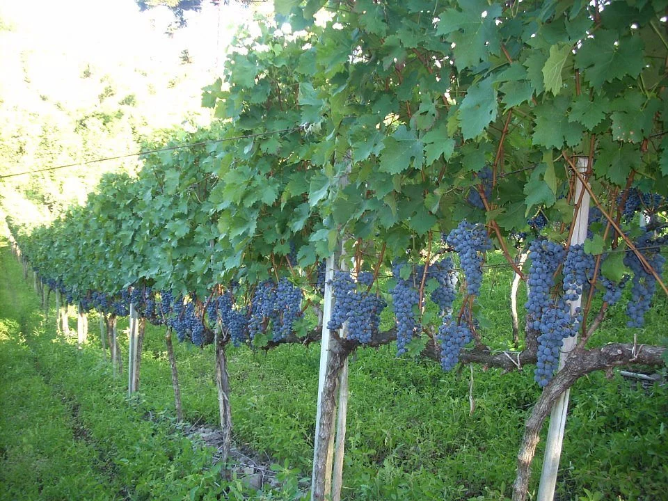 Vaccaro - Vinhos e Espumantes