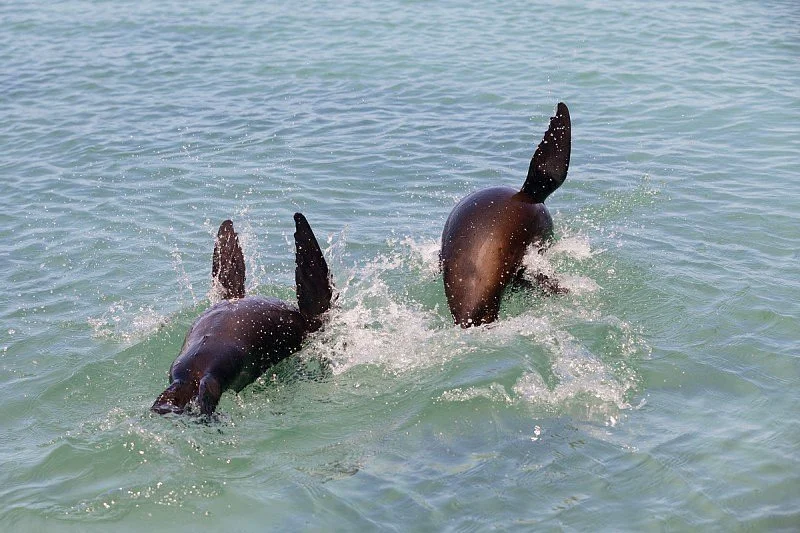 Elizabeth Bay