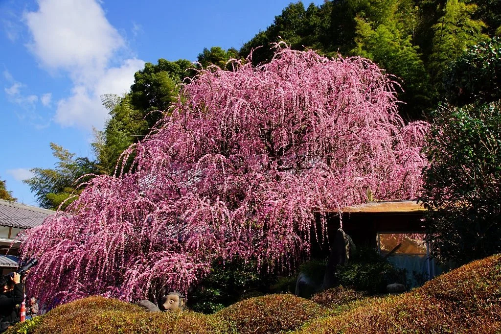 Yagi no Shidareume
