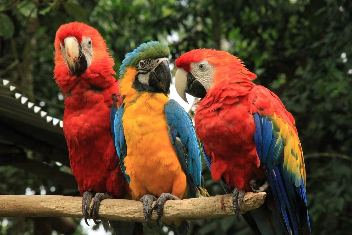 Reserva Natural Paway Mariposario
