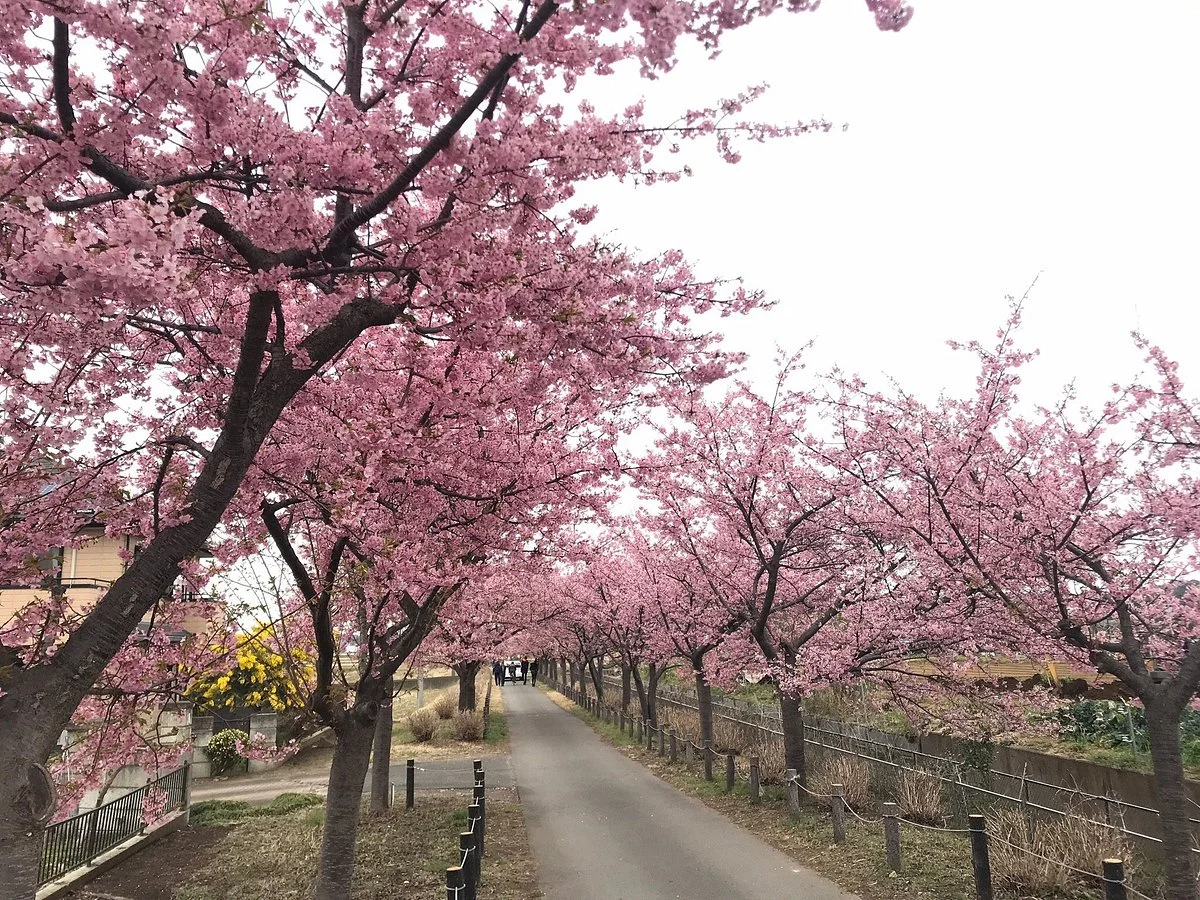 Kawazu Sakura Ajisai Line
