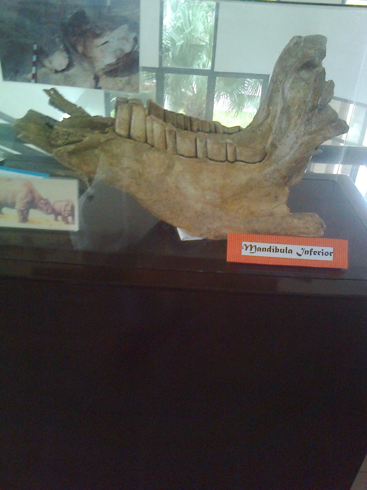 Museo Arqueologico y Paleontologico