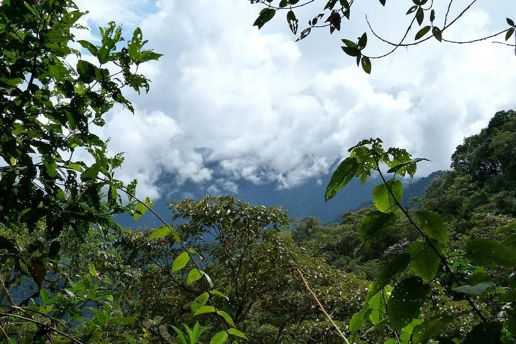 Bellavista Cloud Forest Reserve