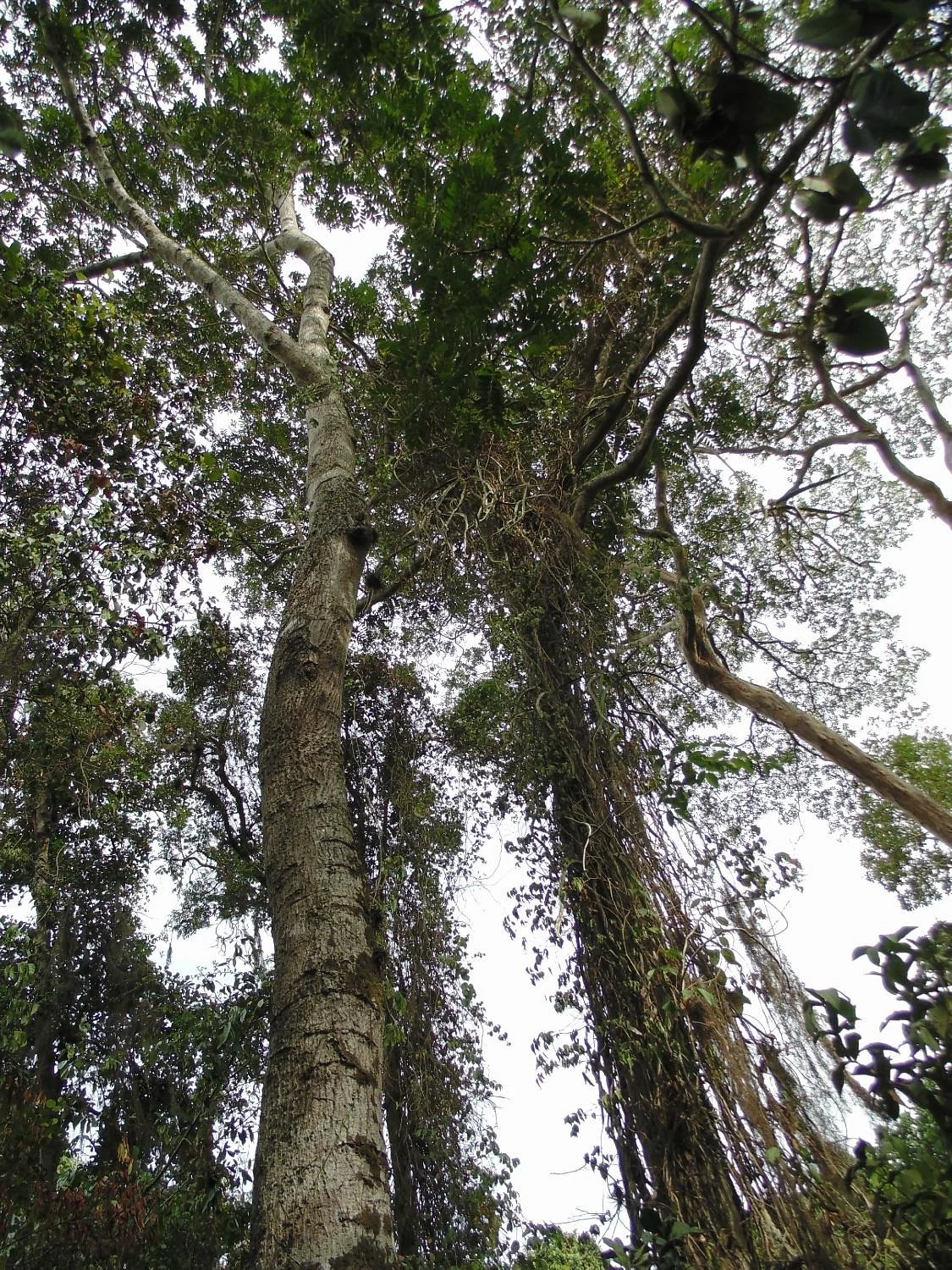 Parque Natural Municipal dos Pássaros