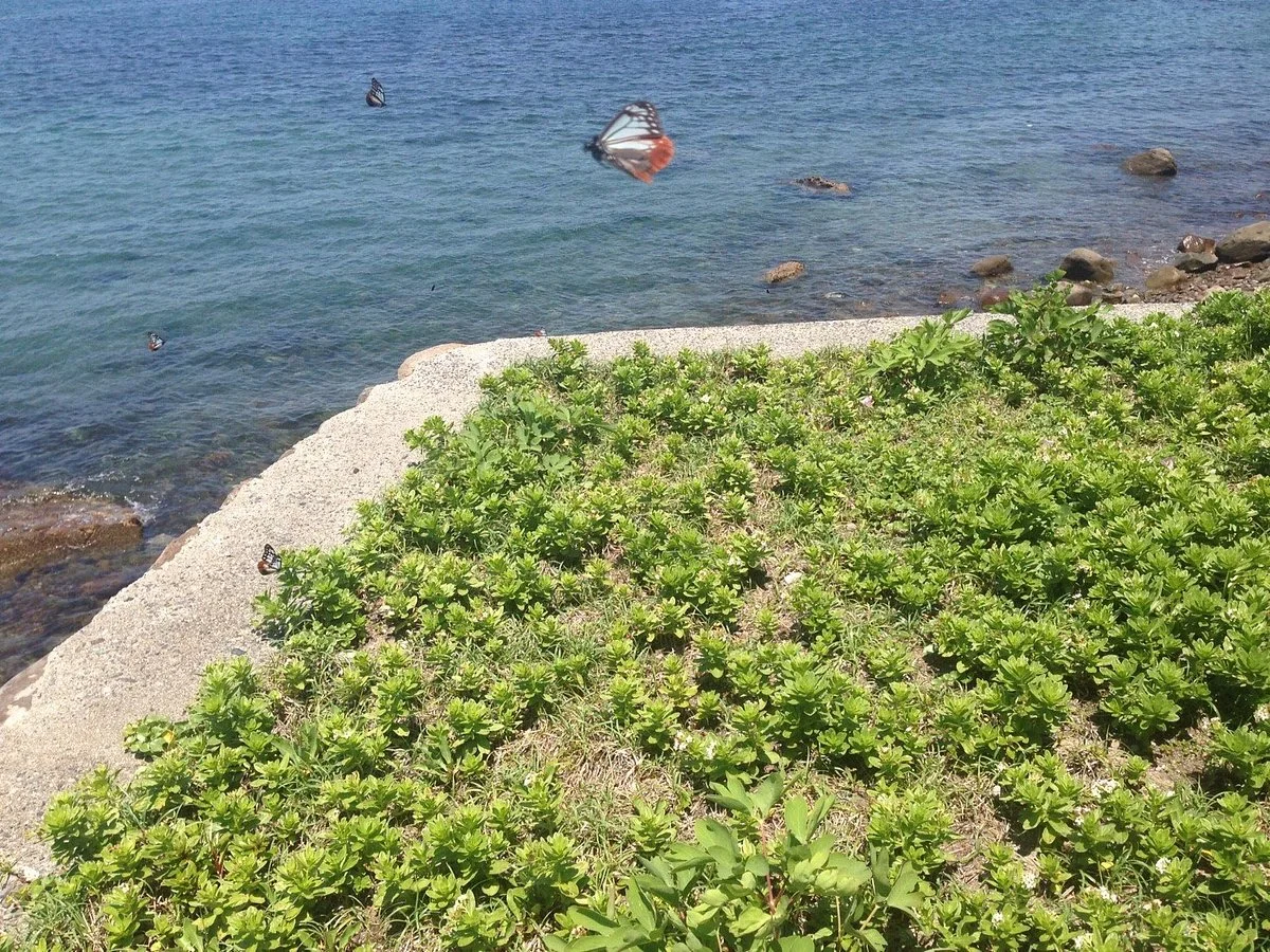 Asagi Madara Resting Place