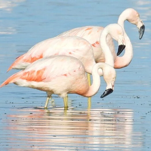 Laguna de Utracan