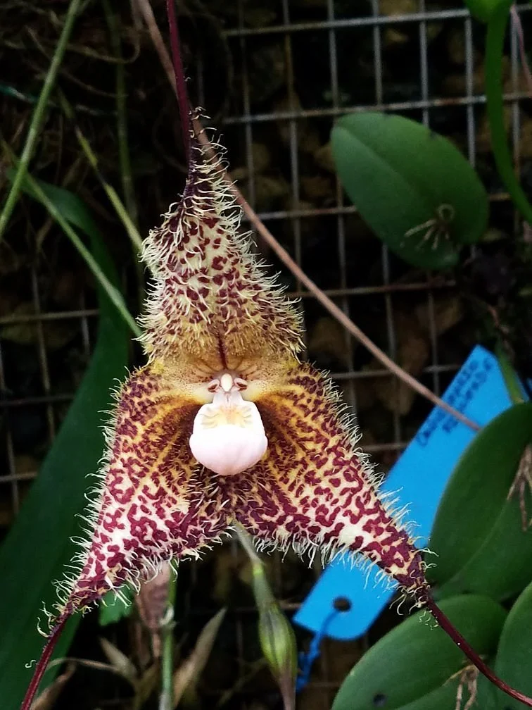 Orquideario Rio Verde