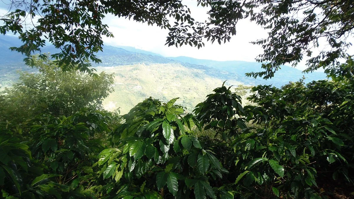 Finca Cafetera La Esmeralda