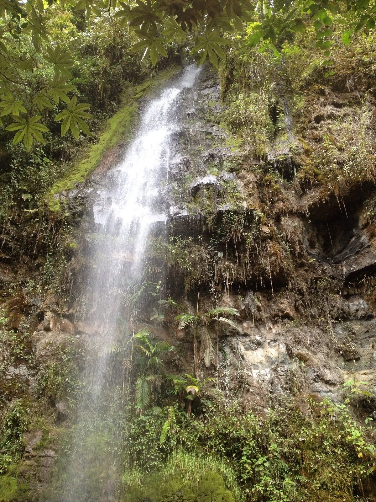 Parque Nacional Natural Cueva de los Guacharos