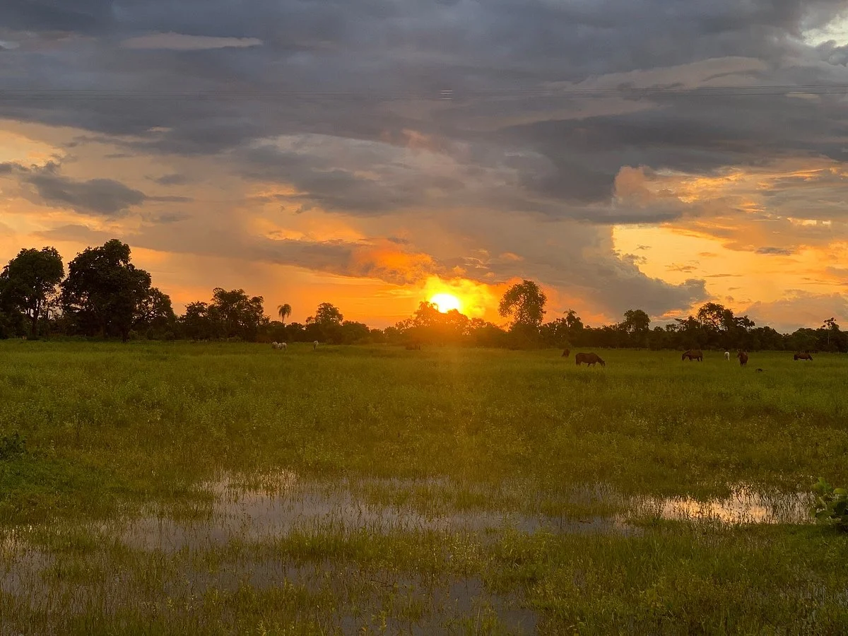 The Pantanal of Rio Negro State Park