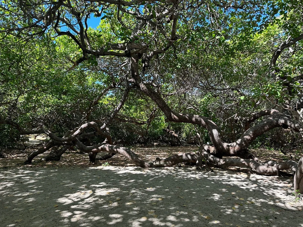 Cajueiro Rei