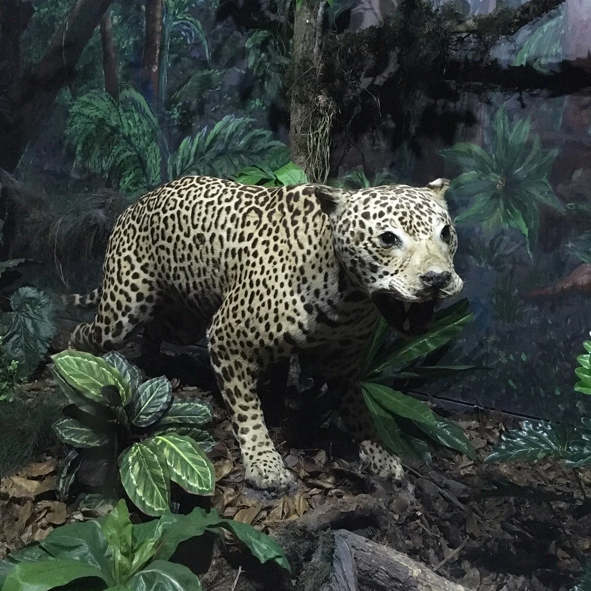 Capao da Imbuia Natural History Museum