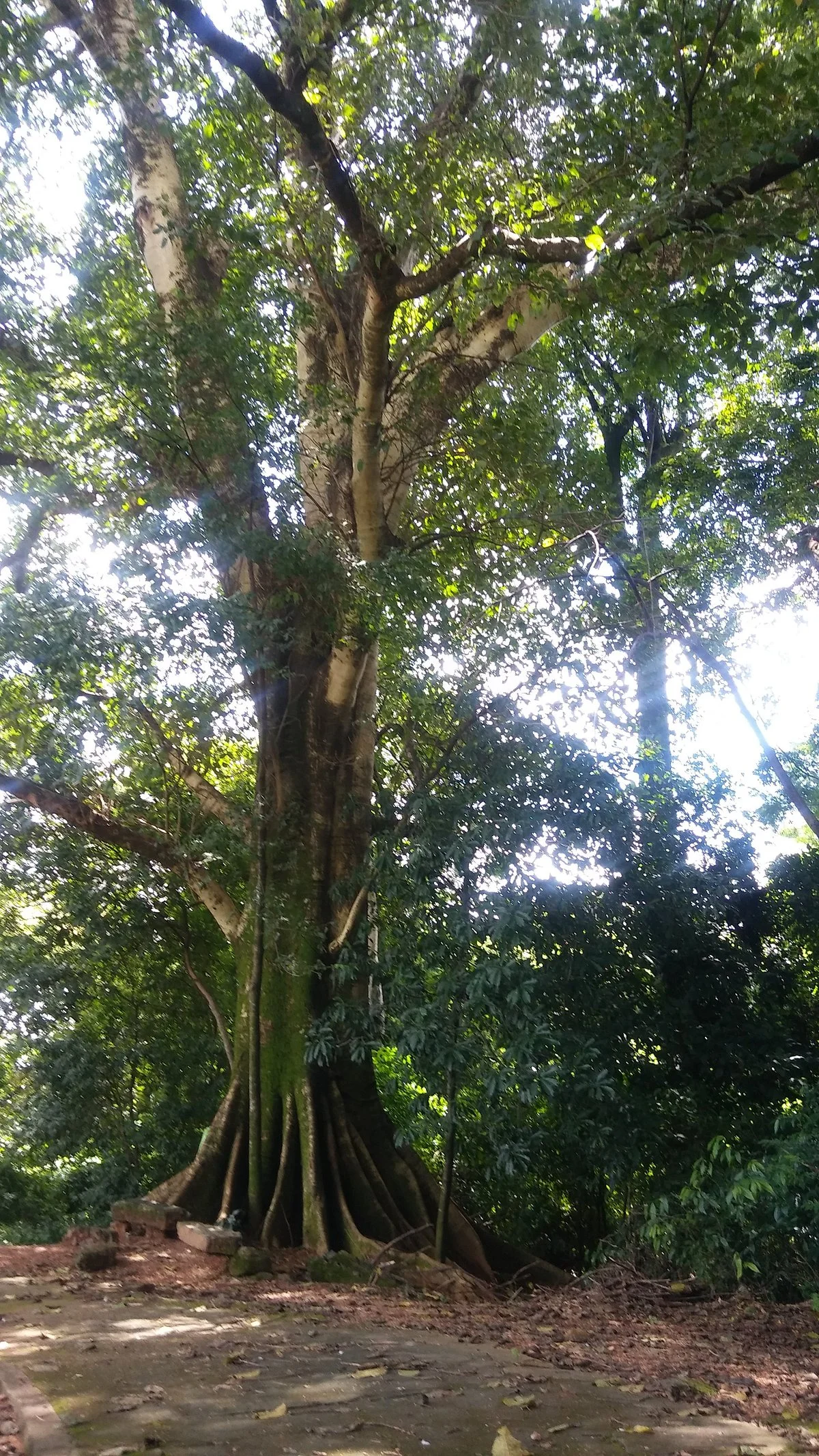 Mata do Ipê