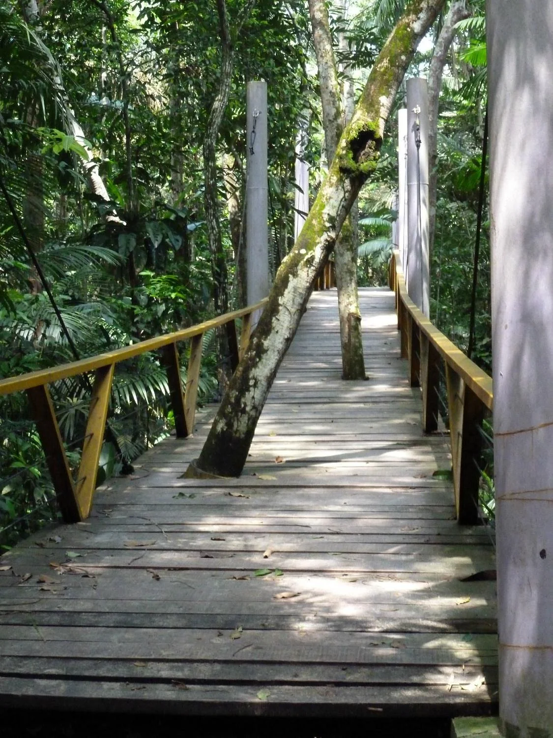 Parque do Mindu