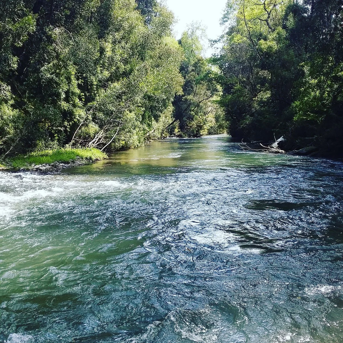 Trongol Bajo