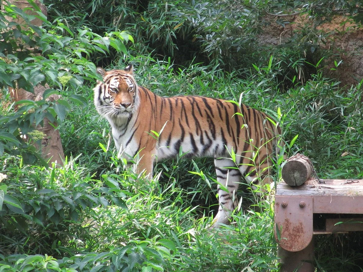 Tama Zoological Park