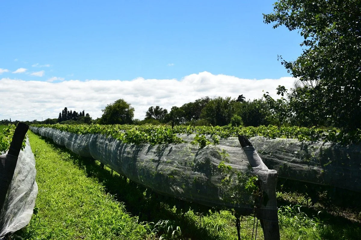 Rosel Finca Familiar