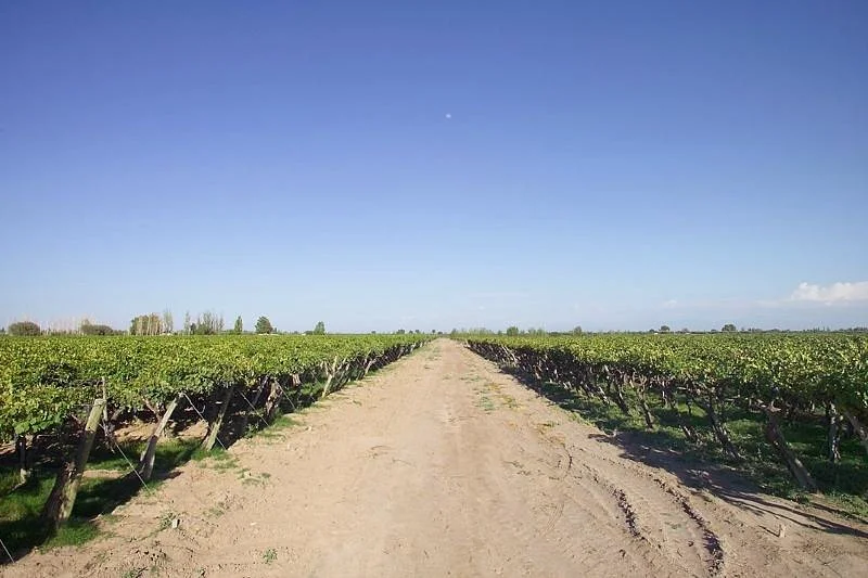 Tittarelli Wines