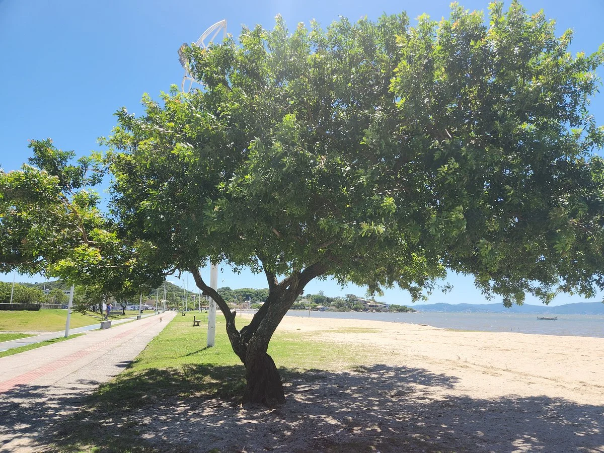 Barra do Aririu Beach