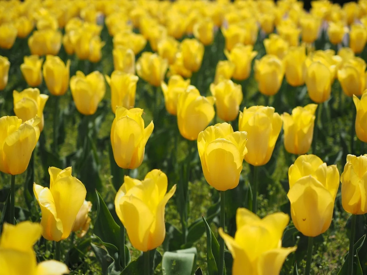 Niigata Prefectural Botanical Gardens