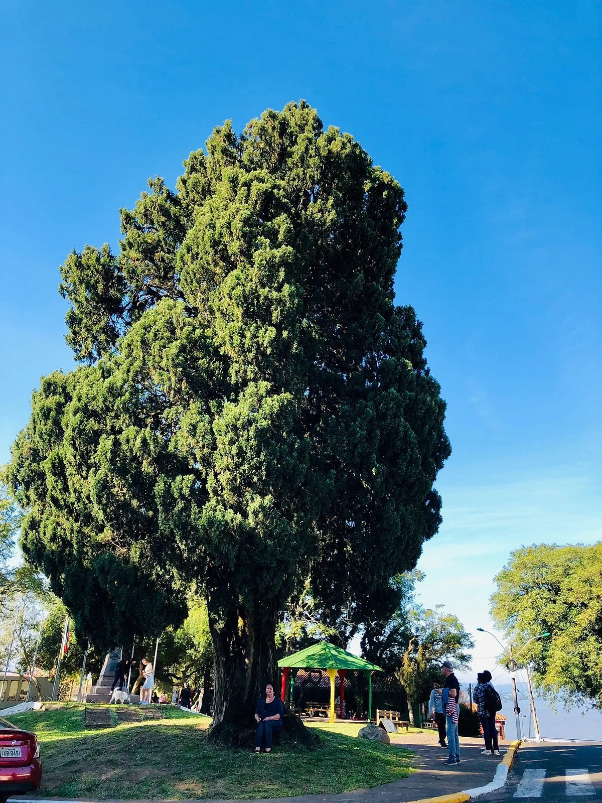 Cipestre Farroupilha