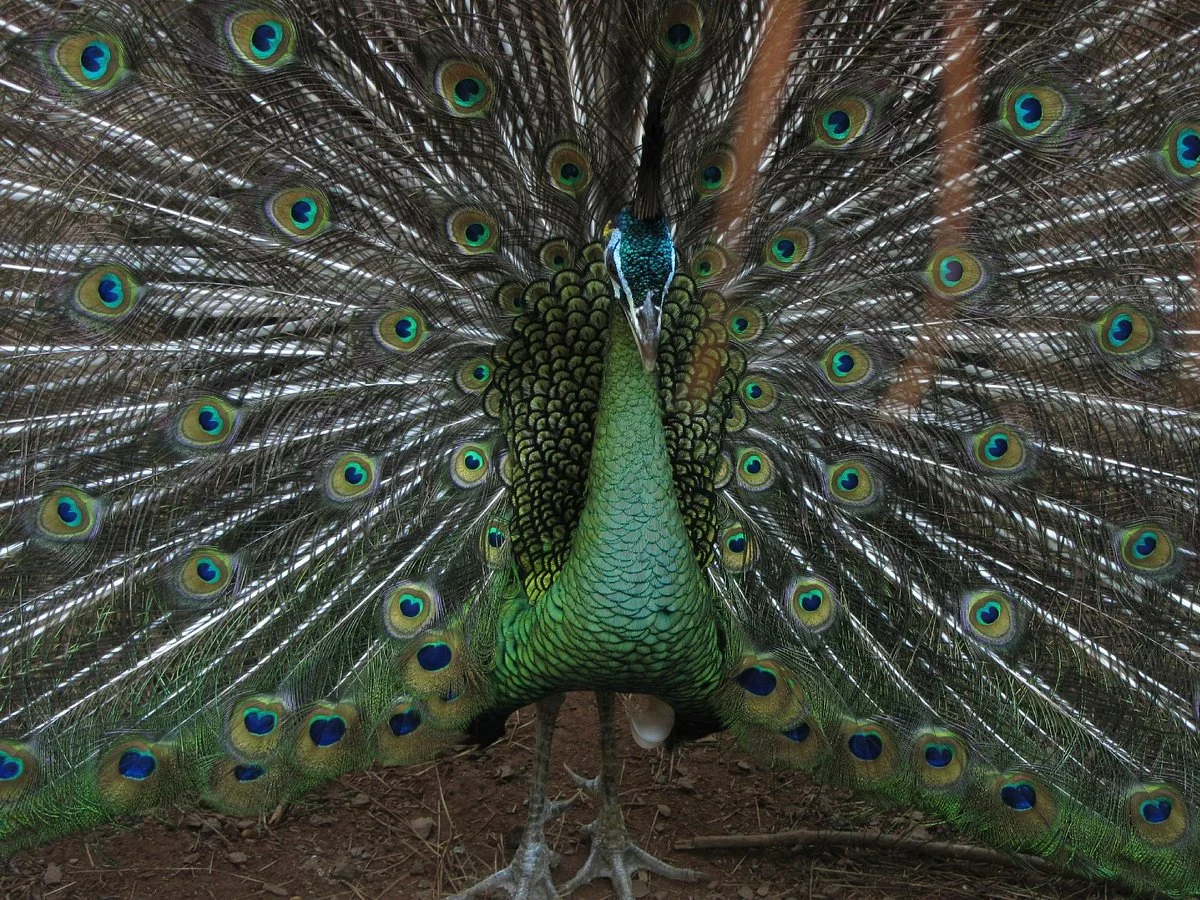 Zoo Bal Park