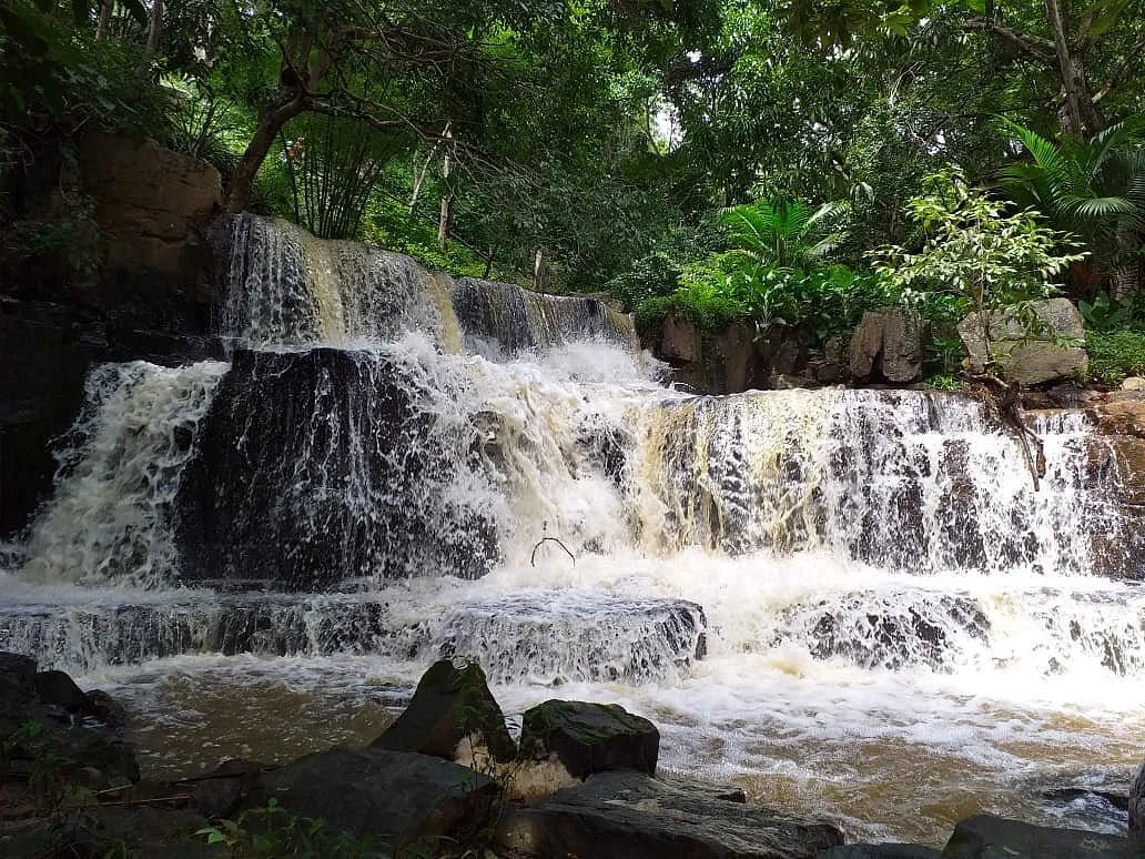 Paraqueira In Natura