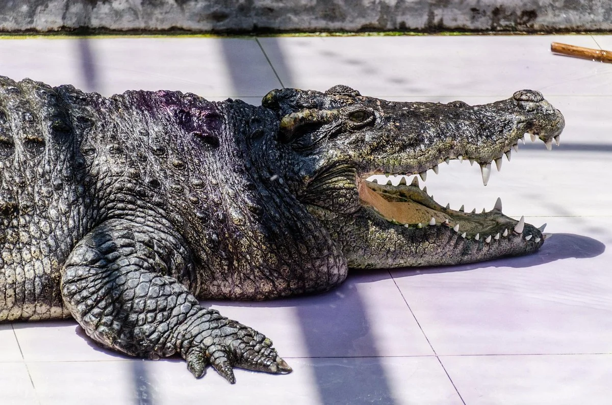 Phuket Crocodile World