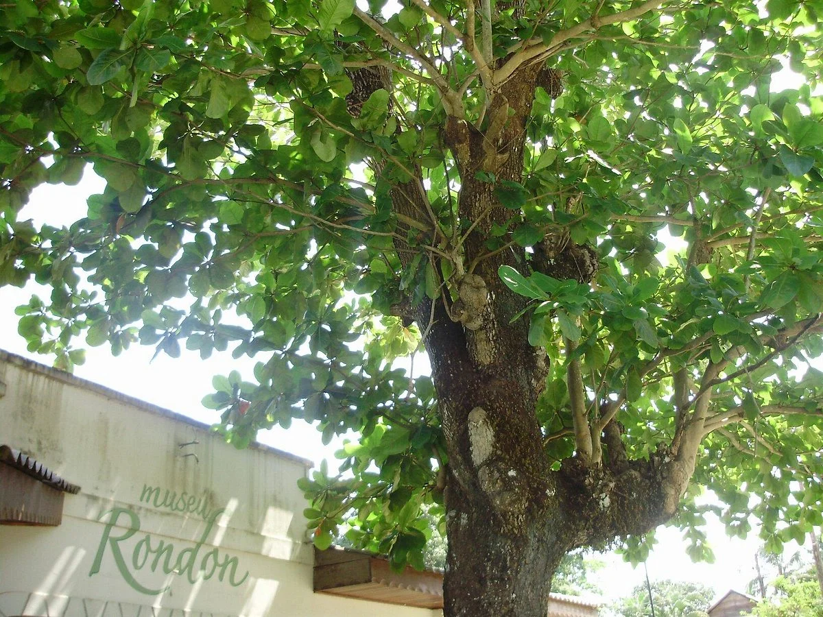 Rondon Museum
