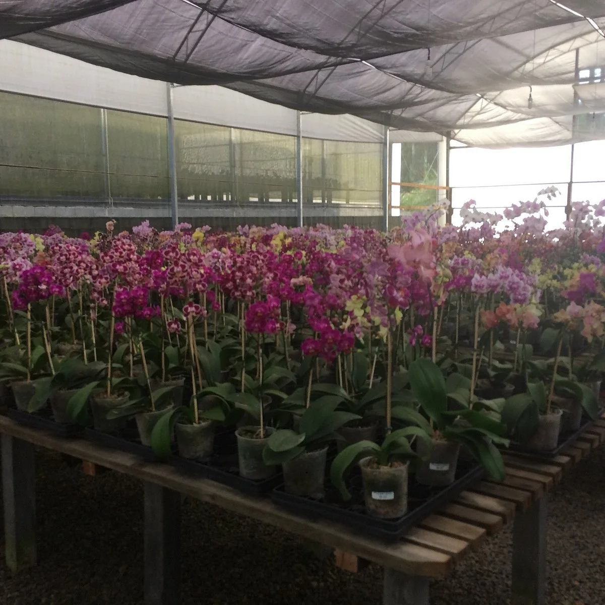 Orquidário Alvim Seidel
