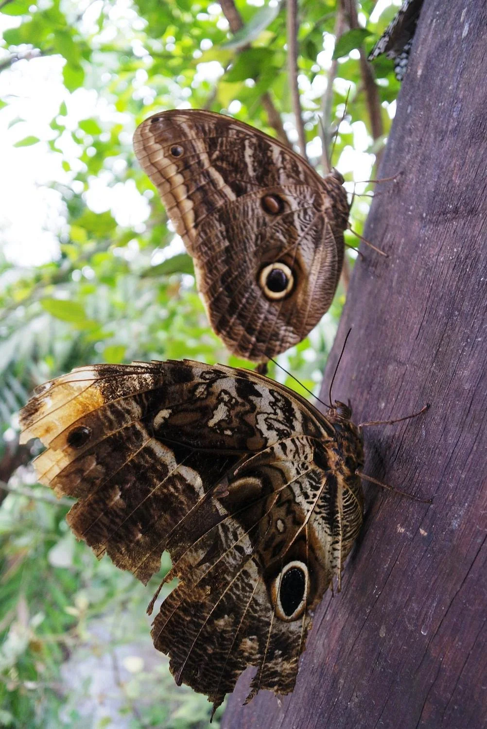 Borboletario Aguias da Serra