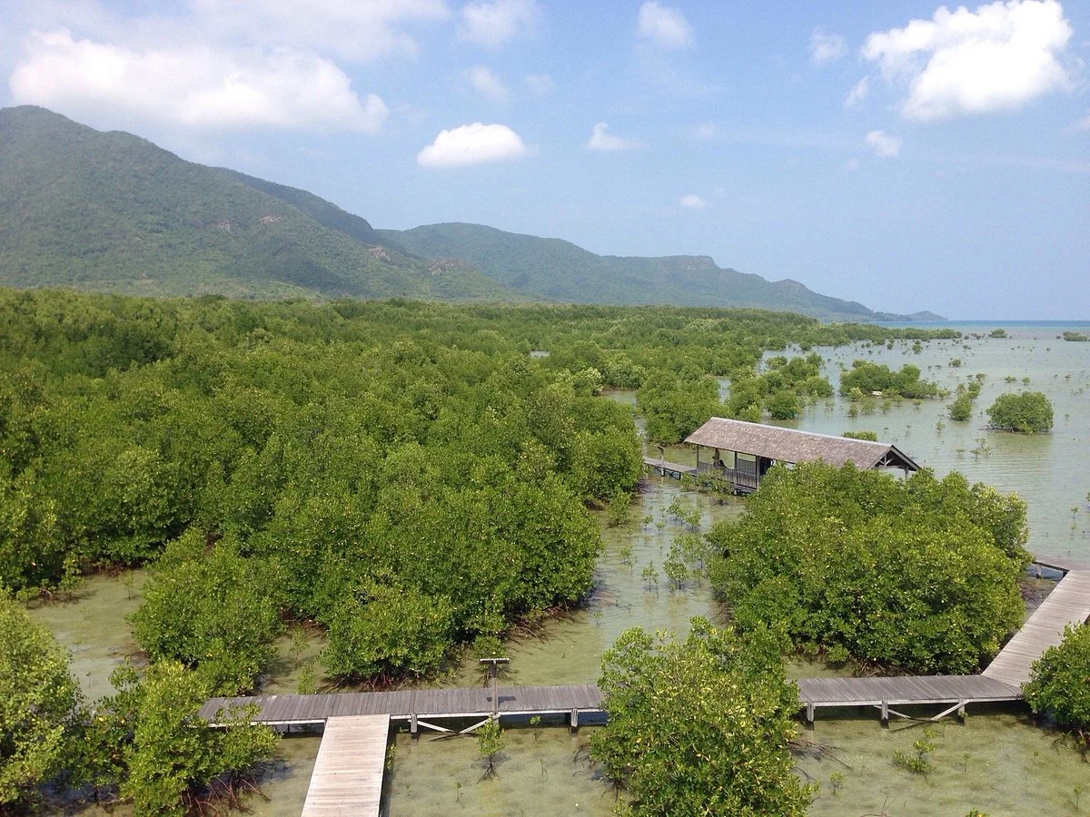 Karimunjawa Mangrove Forest